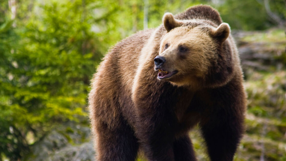 Αρκούδα βρέθηκε νεκρή στην Καλαμπάκα